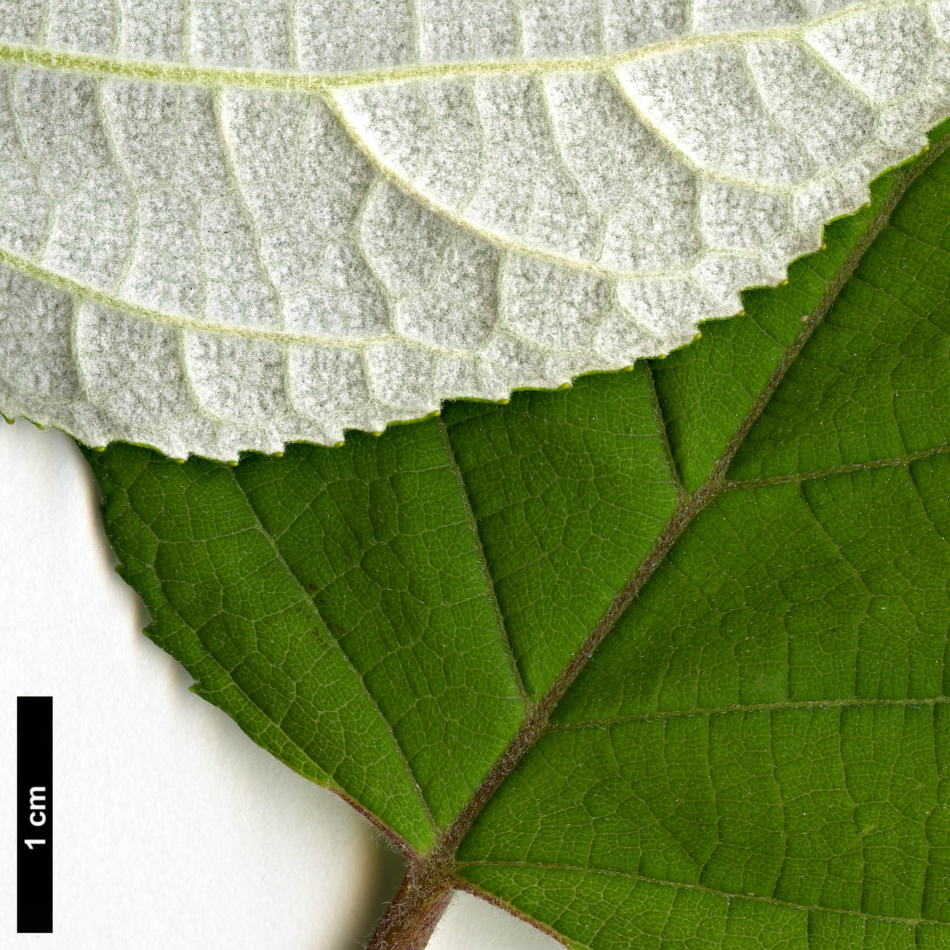 High resolution image: Family: Hydrangeaceae - Genus: Hydrangea - Taxon: arborescens - SpeciesSub: subsp. radiata